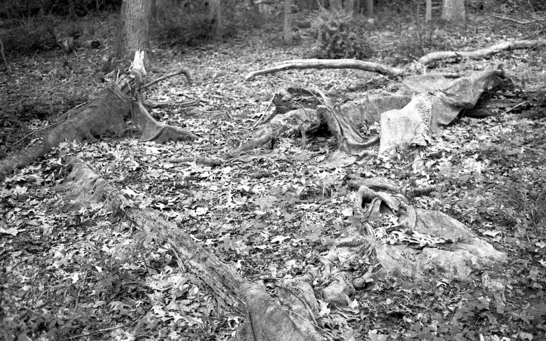 Silvermine/ Invitation