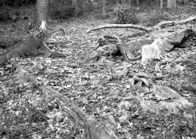 Silvermine/ Invitation